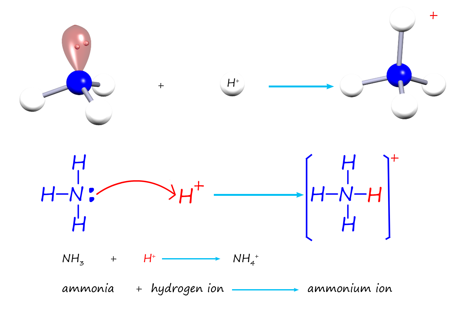 ammonia is a good base because it can use its lone pair to form a dative bond with a hydrogen ion from an acid